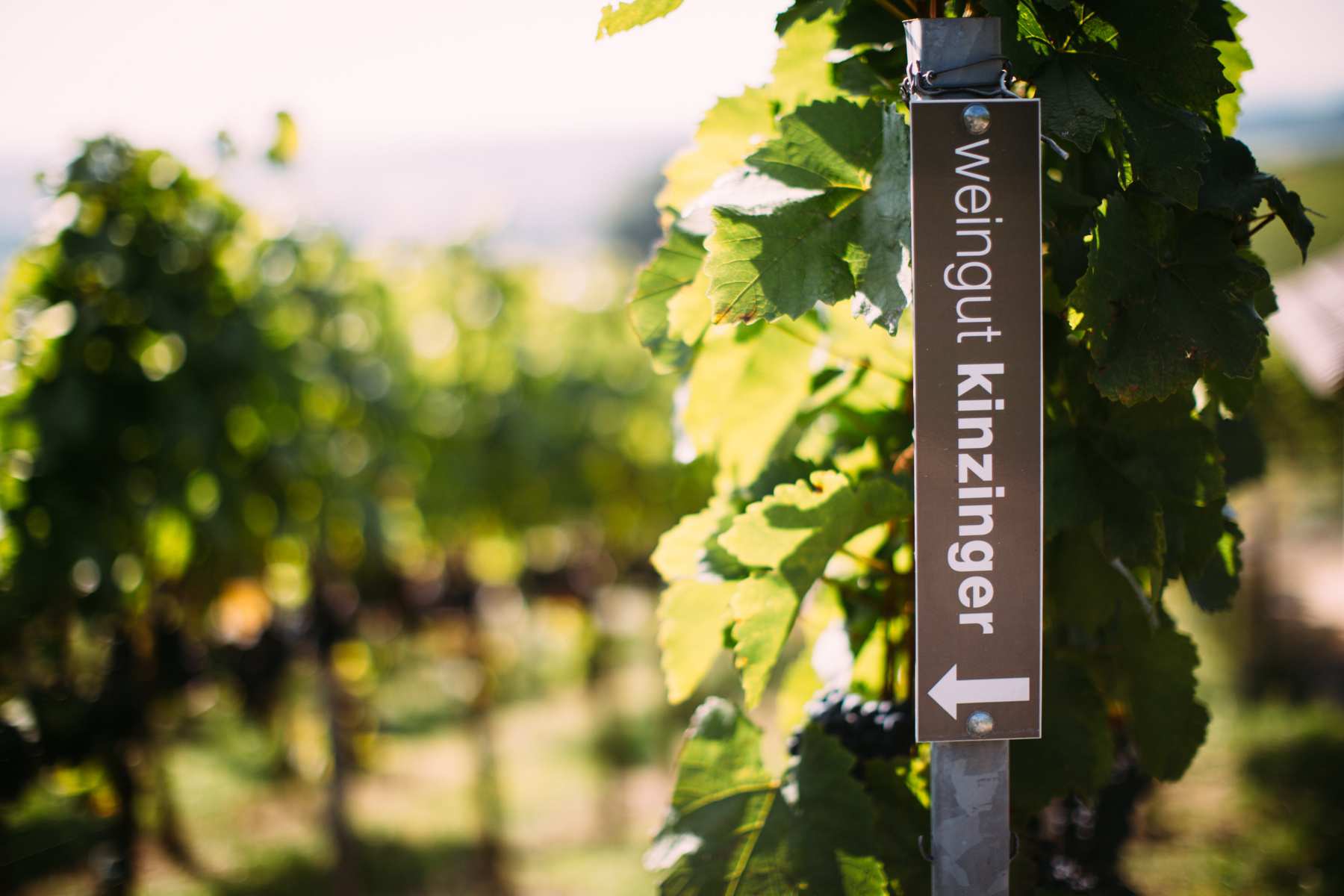 Ein Schild mit der Aufschrift „Weingut Kinzinger“ zeigt in einem Weinberg die Richtung an. Um das Schild herum wachsen grüne Weinreben. Die Szene vermittelt eine ländliche, idyllische Atmosphäre.