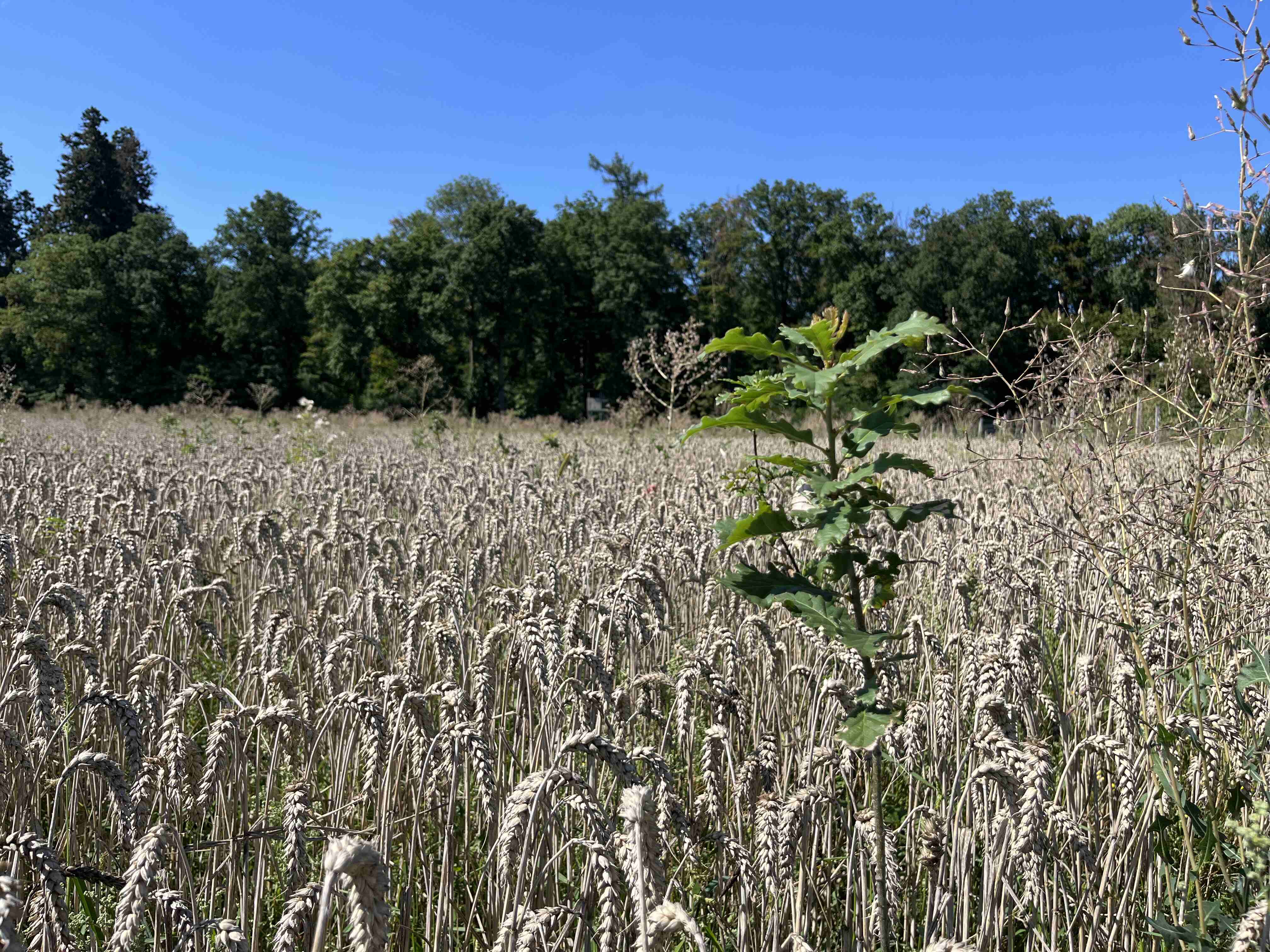 Ein Weizenfeld erstreckt sich bis zum Horizont unter einem klaren blauen Himmel. In der Mitte des Feldes steht eine einzelne Pflanze mit grünen Blättern, umgeben von reifen Weizenhalmen. Im Hintergrund sind Bäume sichtbar, die dem Bild Tiefe verleihen.
