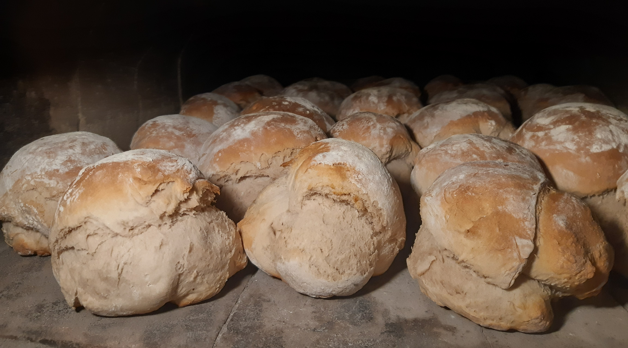 Eine Ansammlung von frisch gebackenen Brötchen, die leicht bemehlt sind und in einem Backofen liegen. Die Brötchen haben eine goldene Kruste und sind unregelmäßig geformt. (Text KI generiert)
