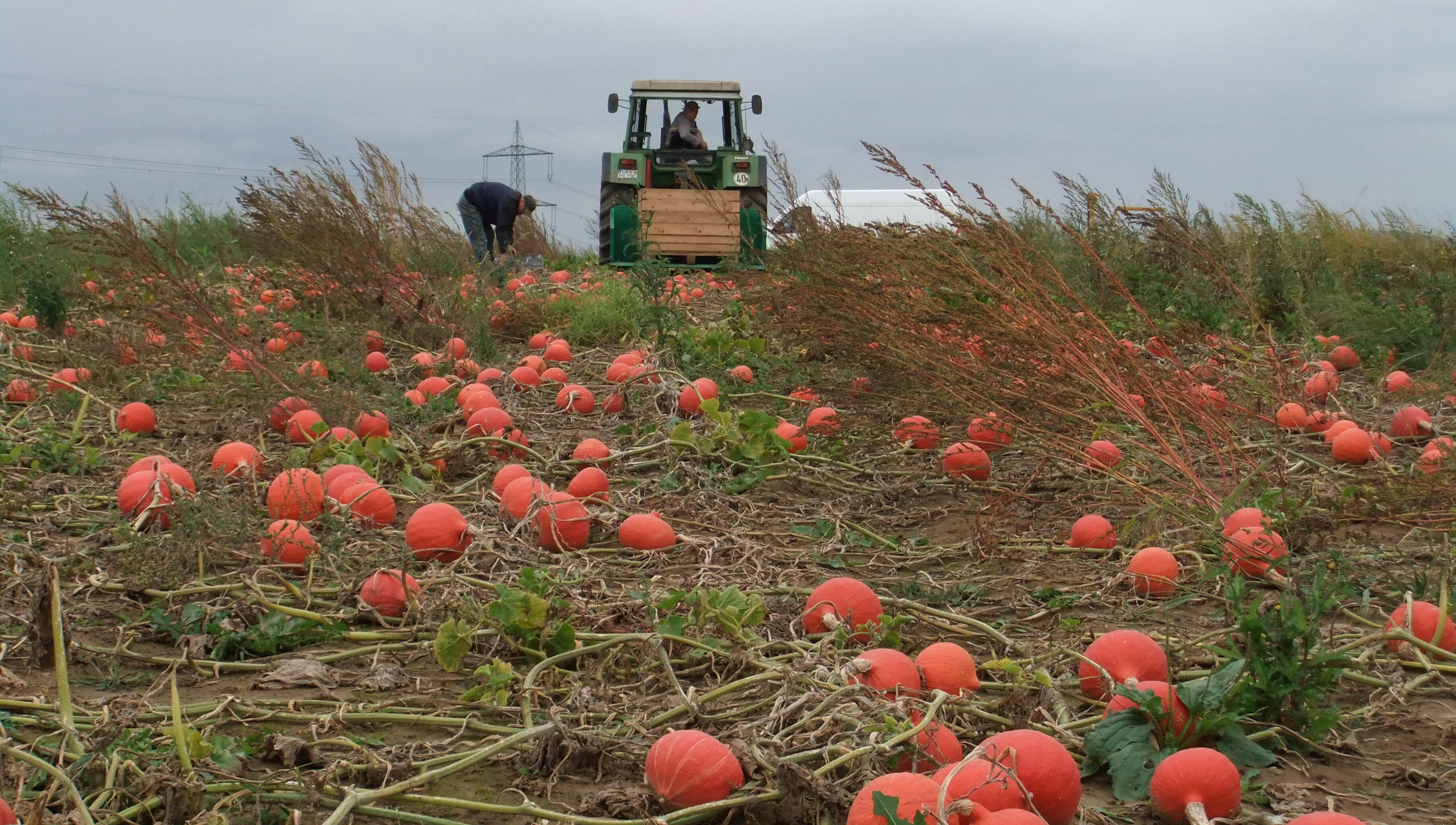 Ein Feld mit vielen orangefarbenen Kürbissen, die auf dem Boden liegen. Im Hintergrund ist ein Traktor zu sehen, auf dem ein Arbeiter steht, während ein weiterer Arbeiter neben dem Traktor Kürbisse einsammelt. Der Himmel ist bewölkt. (Text KI generiert)