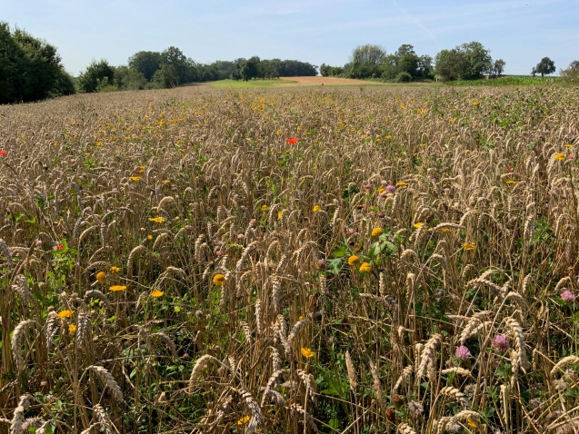 Ein weites Feld mit reifem Getreide, das sanft im Wind wiegt. Zwischen den Ähren blühen bunte Wildblumen in verschiedenen Farben. Im Hintergrund ist eine sanfte Hügellandschaft mit Bäumen zu sehen und der klare Himmel darüber vermittelt eine ruhige, natürliche Atmosphäre.
