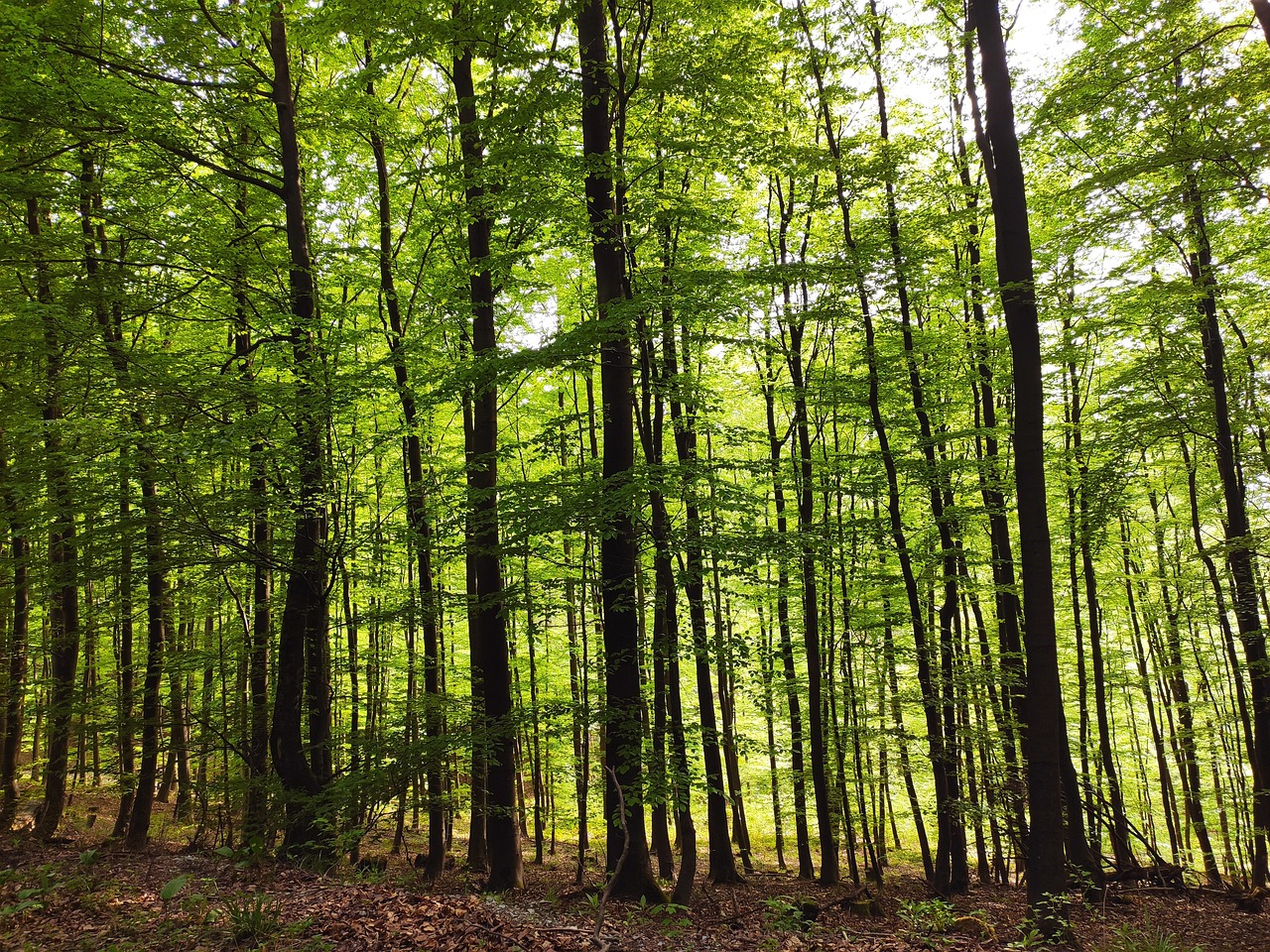 Ein dichter Wald mit hohen, grünen Bäumen. Das Licht fällt durch das Blätterdach und schafft eine lebendige, frische Atmosphäre. Der Boden ist mit Laub und kleinen Pflanzen bedeckt. Die Szenerie vermittelt ein Gefühl von Ruhe und Naturverbundenheit.