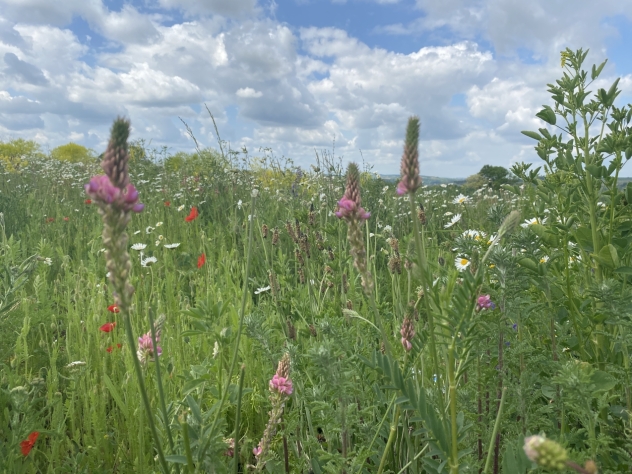 Ein blühendes Wiesenbild mit bunten Blumen, darunter lila Blüten und rote Mohnblumen, umgeben von grünem Gras. Im Hintergrund ziehen sich sanfte Hügel unter einem bewölkten Himmel hin.